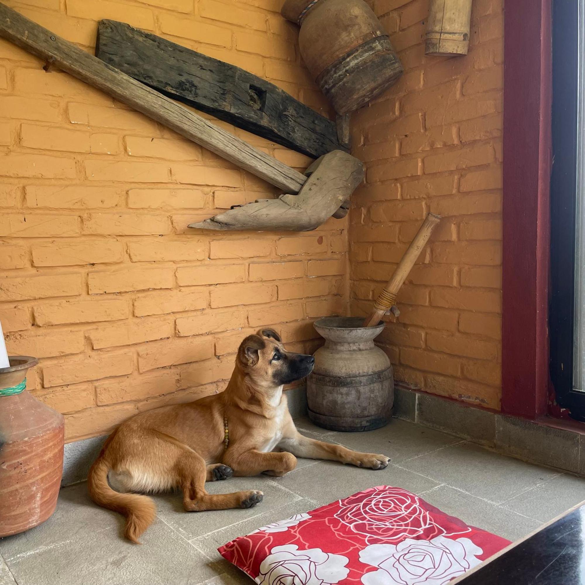 Himalaya Serene View Guest House & Farm Stay Deorali Экстерьер фото